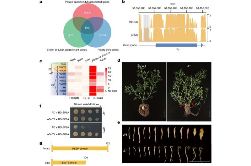 Multiple high-quality genomes assembled from 24 wild and 20 cultivated potato varieties