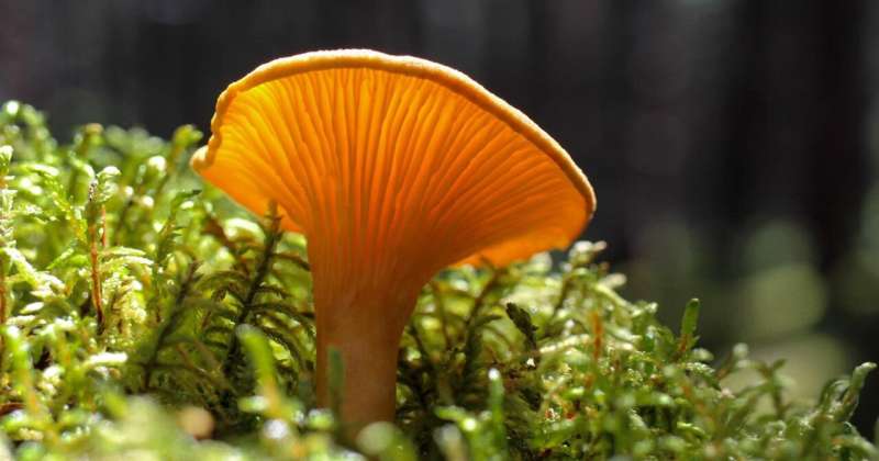 Mushrooms serve as ‘main character’ in most ecosystems