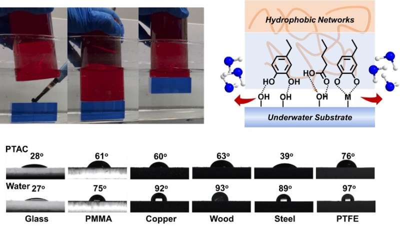 Mussel-inspired dynamic poly(disulfides) ultra-strong underwater adhesives
