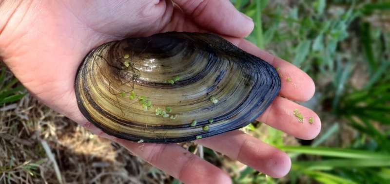 Mussel survey reveals alarming degradation of River Thames ecosystem since the 1960s