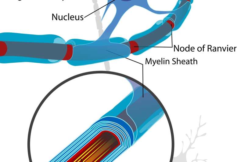 Myelin is a gift from retroviruses
