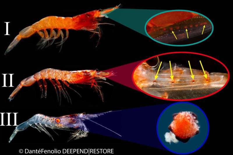Mystery of glowing shrimp deepens