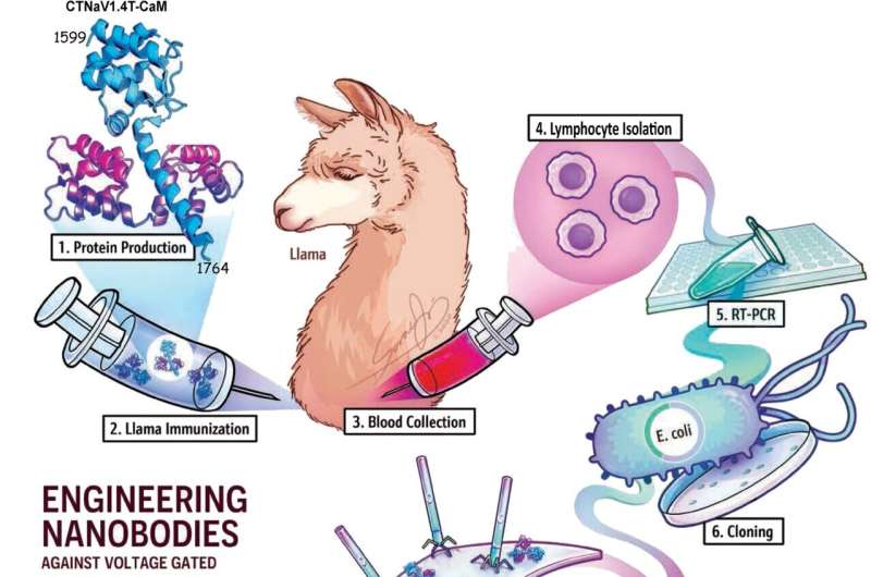 'Nanobodies' from llamas could yield cell-specific medications for humans