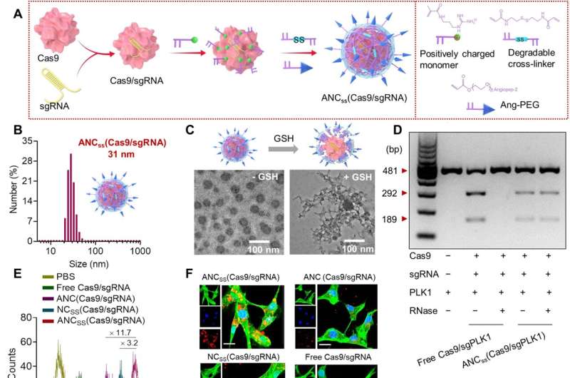 Nanocapsule carrying a CRISPR-Cas9 editing tool used for noninvasive brain delivery and tumor cell targeting