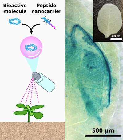 Nanocarrier spray: Better crops without genetic modification