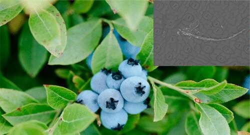 Nanocellulose may help wild blueberry yield when applied with fertilizer, UMaine study finds
