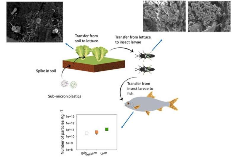 Nanoplastics can move up the food chain from plants to insects and from insects to fish