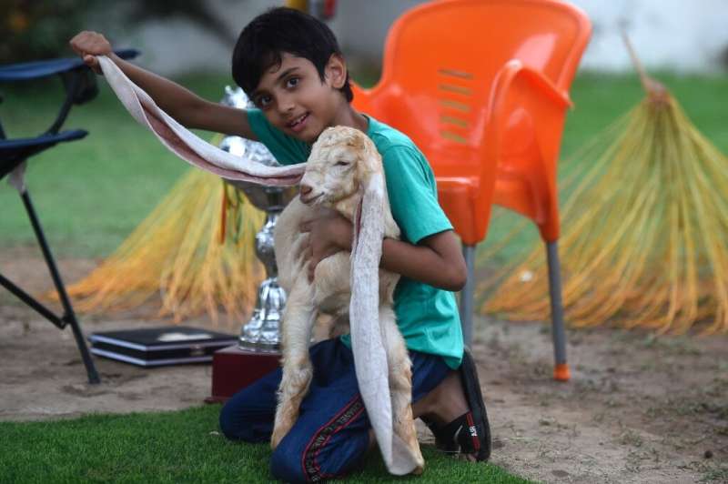 Narejo's son proudly displays the goat's extraordinarily long ears