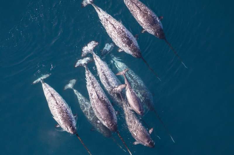 Narwhals show physiological disruption in response to seismic survey ship noise