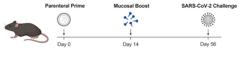 Nasal spray booster keeps COVID-19 at bay