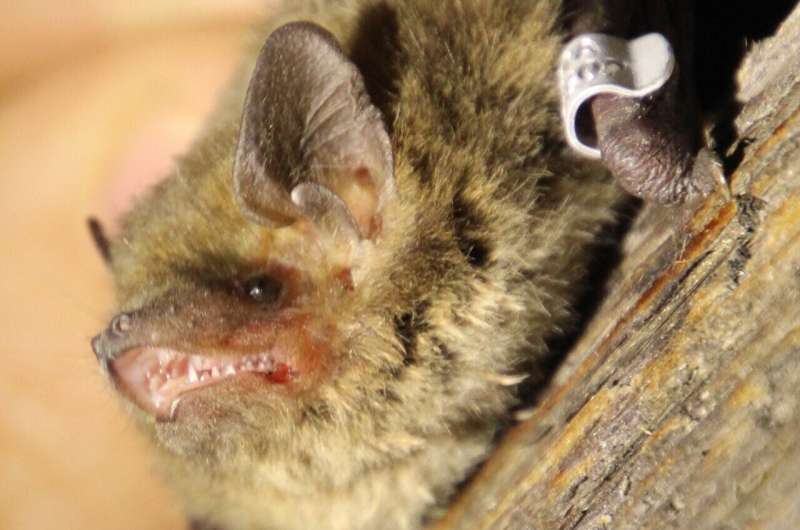 Nathusius’ pipistrelle bat sets a new bat migration record with a 2,400 km flight