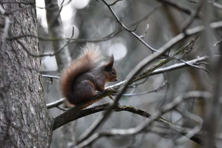 National red squirrel conservation strategies likely to undermine species survival in future