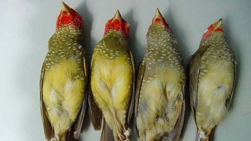 Native birds have vanished across the continent since colonisation. Now we know just how much we’ve lost