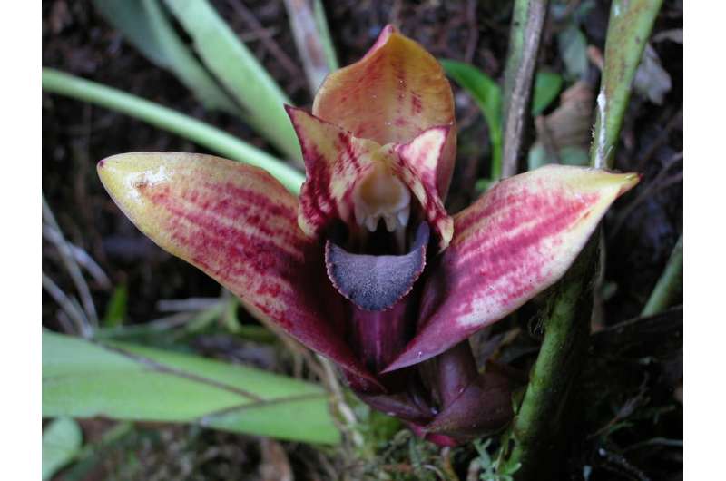 Еndangered, new to science orchid discovered in Ecuador with the help of a commercial nursery
