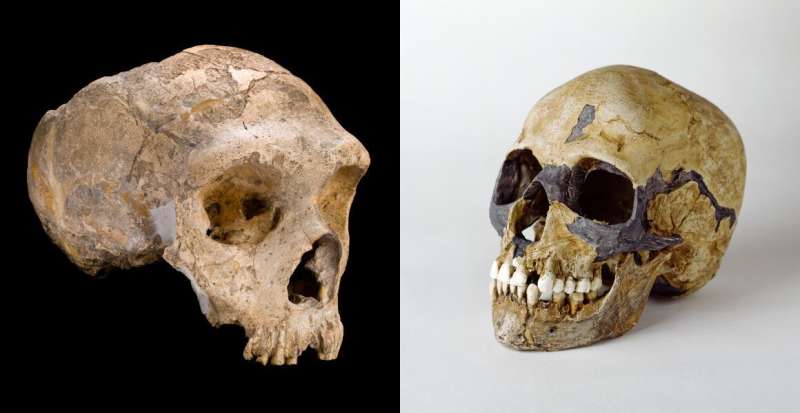 The extinction of the Neanderthals may have been caused by sex, not fighting