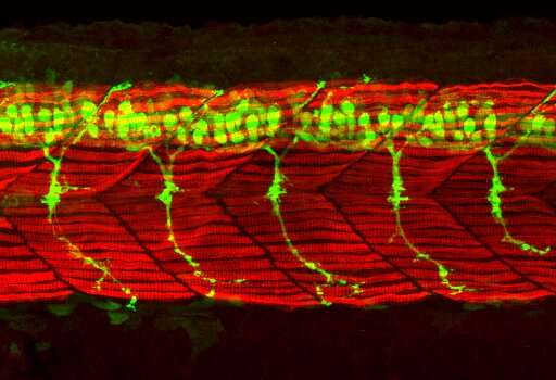 Nerve cell discovery may lead to better treatment for diseases of the nervous system