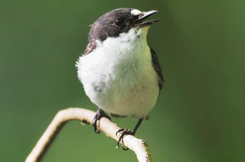 Nestling birds recognize their local song 'dialect'