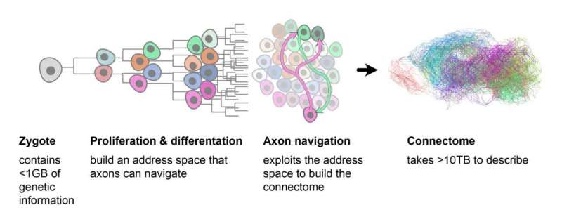 Network assembly through cell division