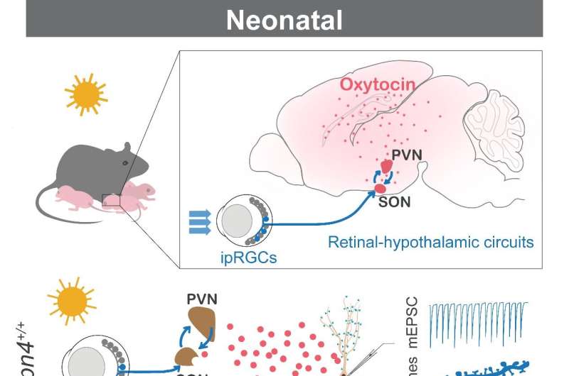 Neural mechanism of light-promoted early brain development of mammals