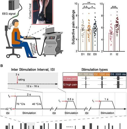 Neural responses mediate translation of sustained nociceptive inputs into subjective pain experience