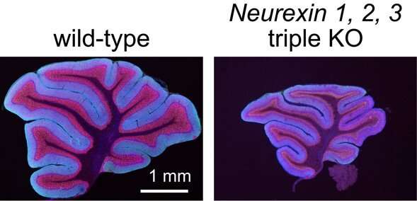 Neurexin controls cerebellar granule cells (insight into autism, schizophrenia mechanism)
