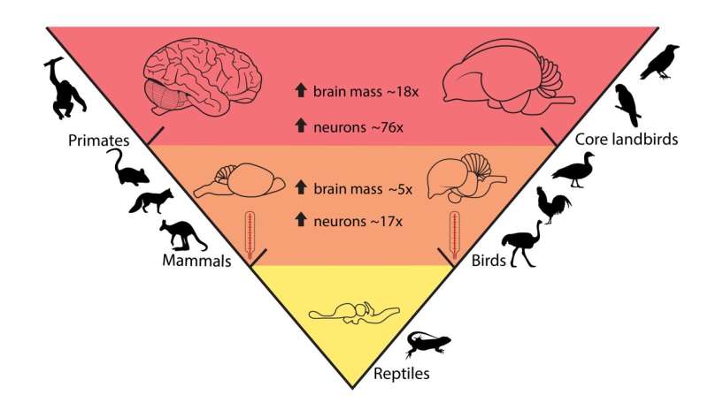 Neuron counts reveal brain complexity evolution in land vertebrates