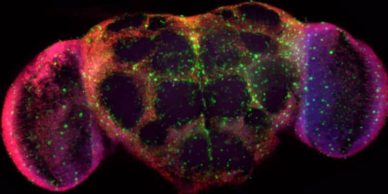 Neurons and glia collaborate to drive neural regeneration following brain injury