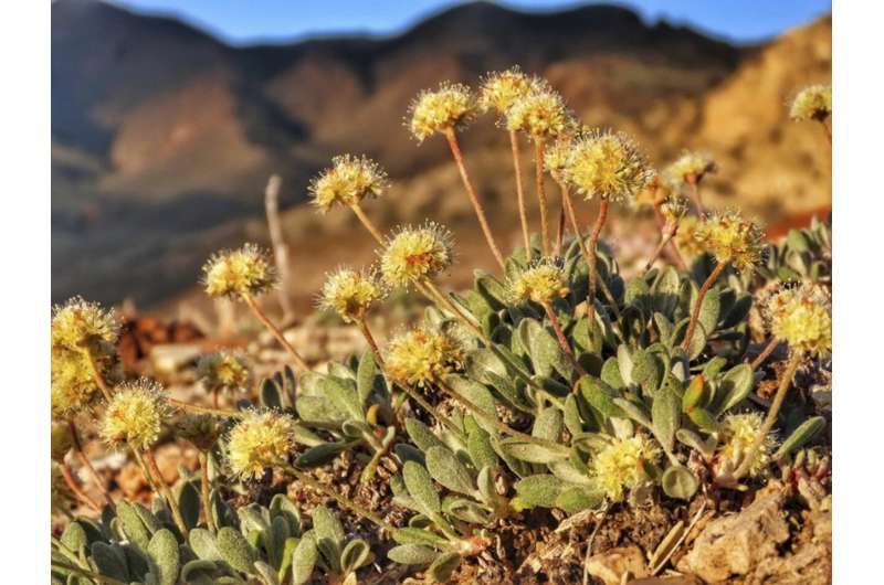 Цветок в Неваде занесен в список находящихся под угрозой исчезновения на месте литиевого рудника