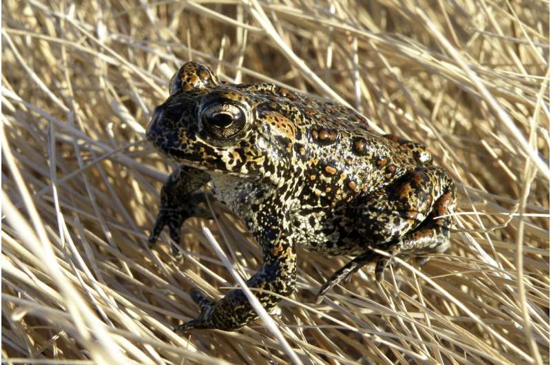Nevada toad declared endangered at geothermal facility site