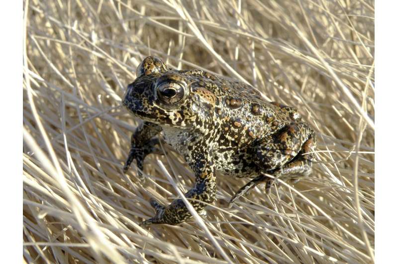 Nevada toad in geothermal power fight gets endangered status