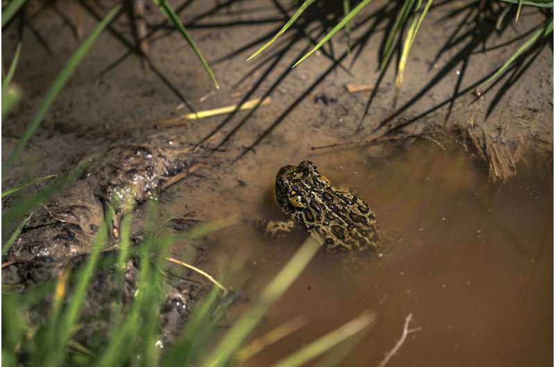 Nevada toad in geothermal power fight gets endangered status