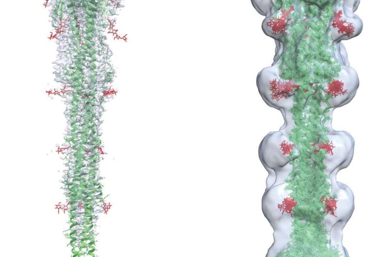New 3D atomistic imagery created of SARS-CoV-2 shows how virus uses spike protein to fuse with and infect human cells