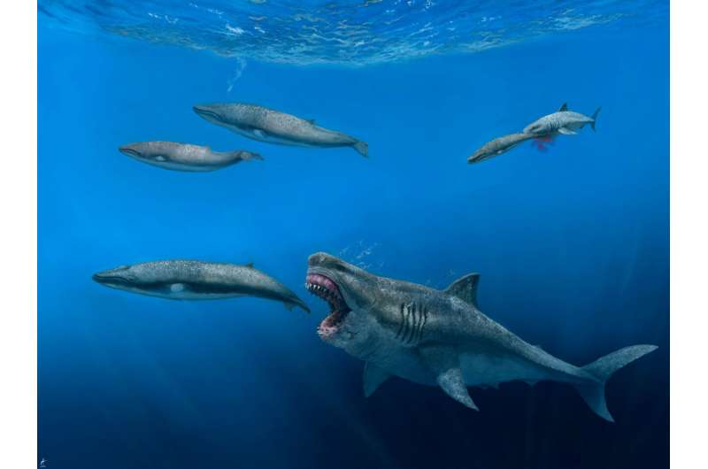 New 3D model shows: Megalodon could eat prey the size of entire killer whales