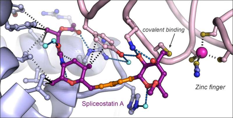 New 3D structure could lead to future drugs against cancer