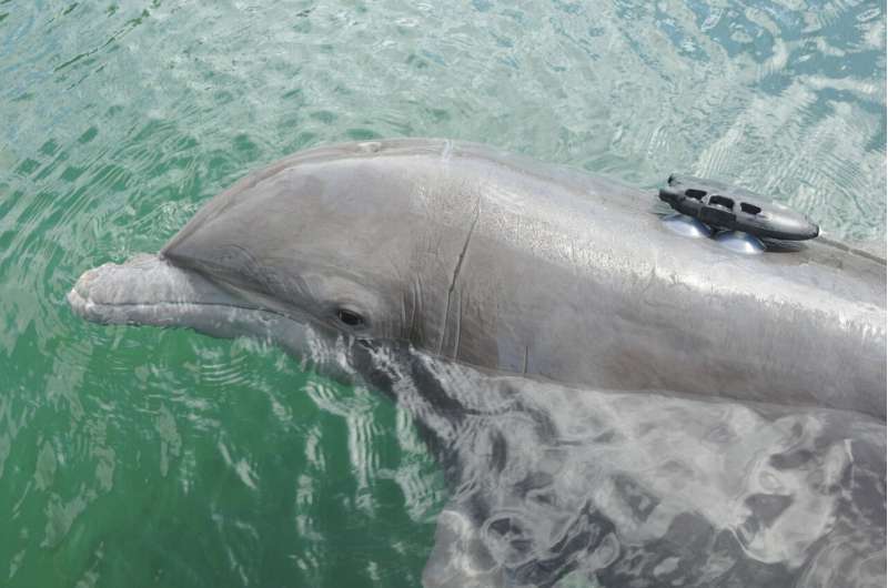 New activity trackers for dolphin conservation