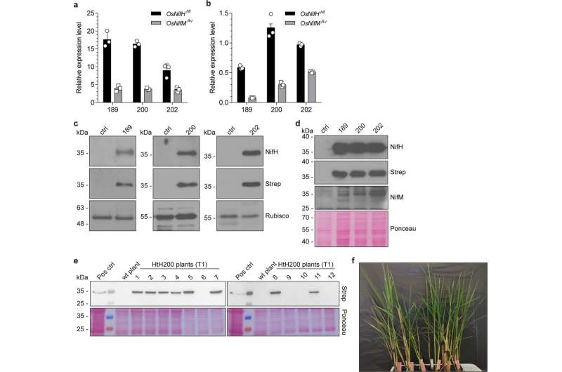 New advance in the biological fixation of nitrogen in rice