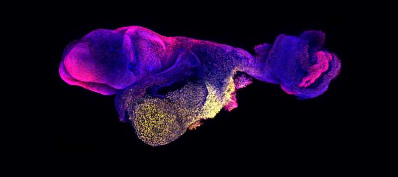 New advances in stem-cell derived mouse embryo model