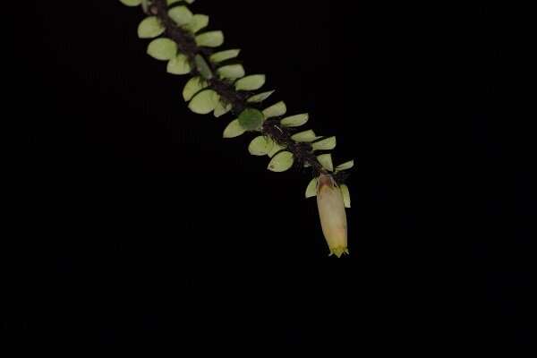 New Agapetes species reported from Mêdog, Tibet