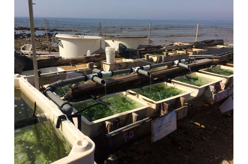 New aquaculture technology can help alleviate the global food crisis: 
