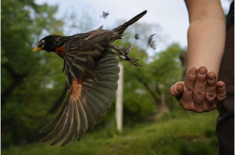 New atlas of bird migration shows extraordinary journeys