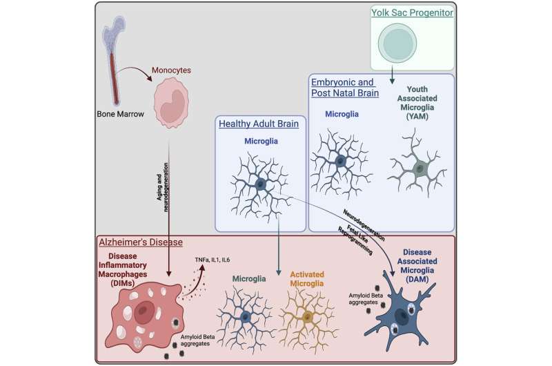 New cell population identified in Alzheimer's Disease allows better targeting of macrophage populations in treatment of neurodeg