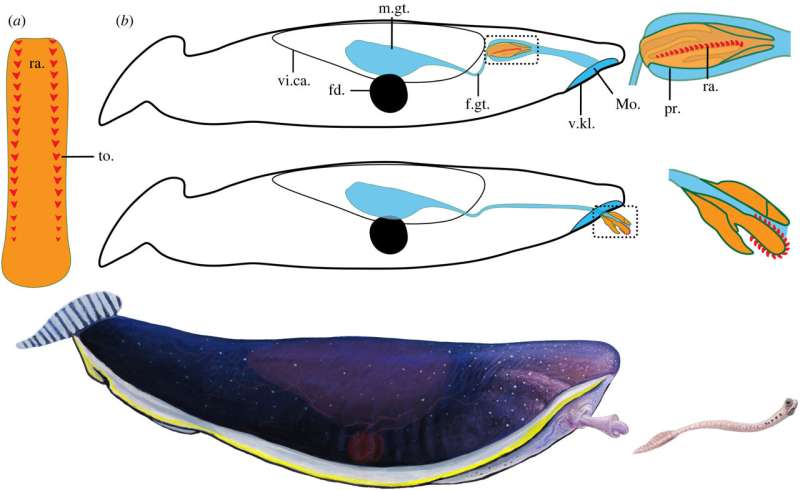 New clue found in 'alien goldfish' suggests it may have been a mollusk