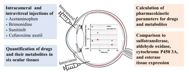 New data on drug metabolism and distribution in the eye