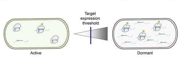 New “decision aid” for CRISPR immune responses