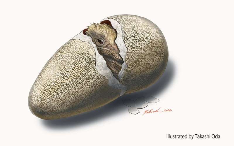 New dinosaur egg species helps crack mystery of cretaceous ecosystem in japan