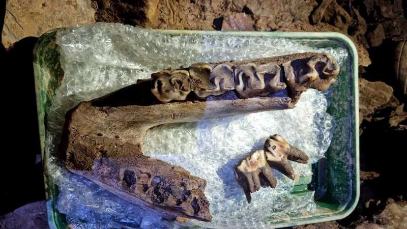 New discovery of Ice Age fossils in Devon