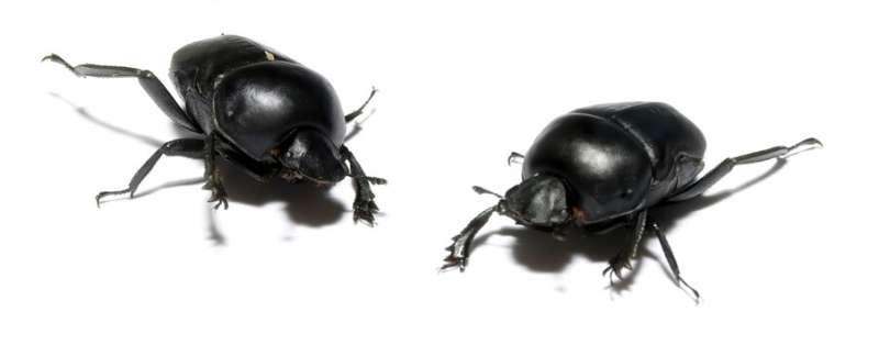 New dung beetle species on Australian soil