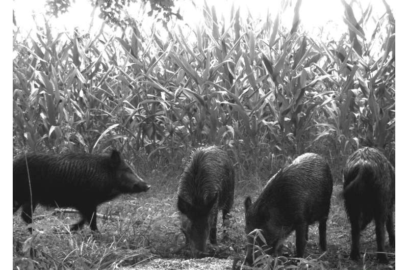 New feral swine research helps pinpoint anthrax risk zones