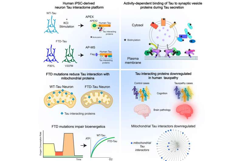 New findings for the function of tau in neurodegenerative disease