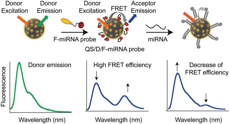 New fluorescent nanovesicles for intracellular biomarker detection
